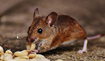 24 Hour & Emergency Exterminators in North Florence, AL